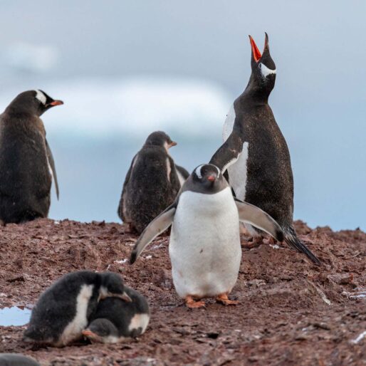 Antarctica & the Arctic